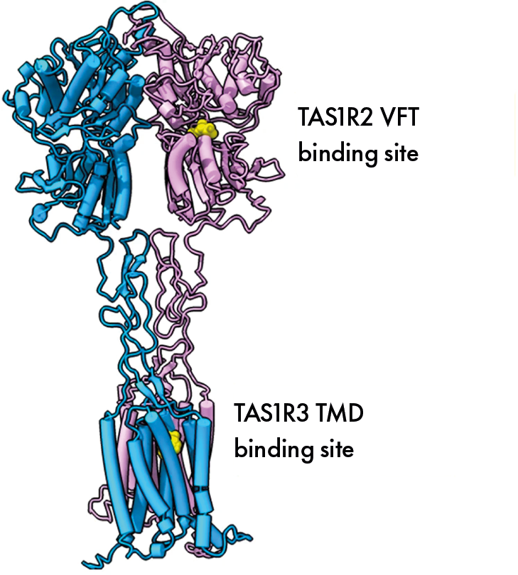 Sweet taste receptor