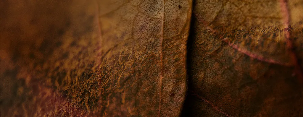 Artistic impression of Akigalawood