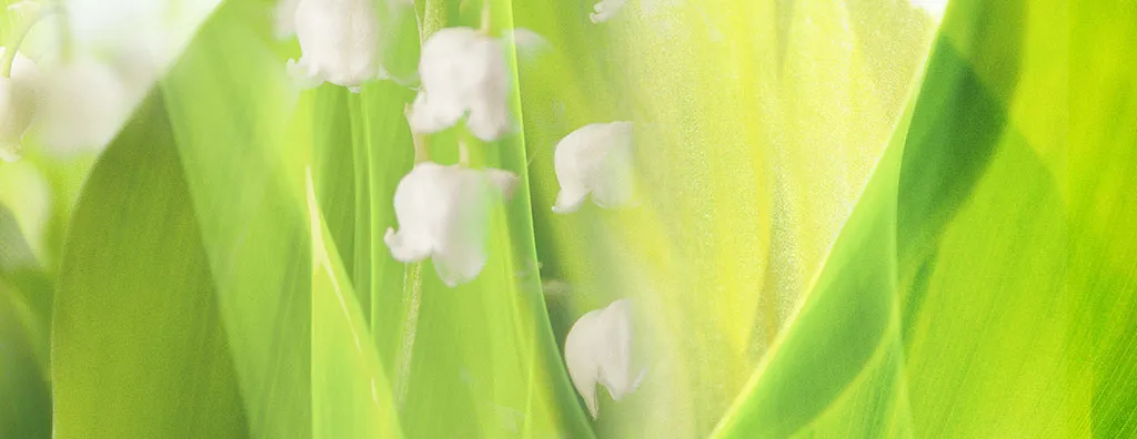 Artistic impression of Mahonial