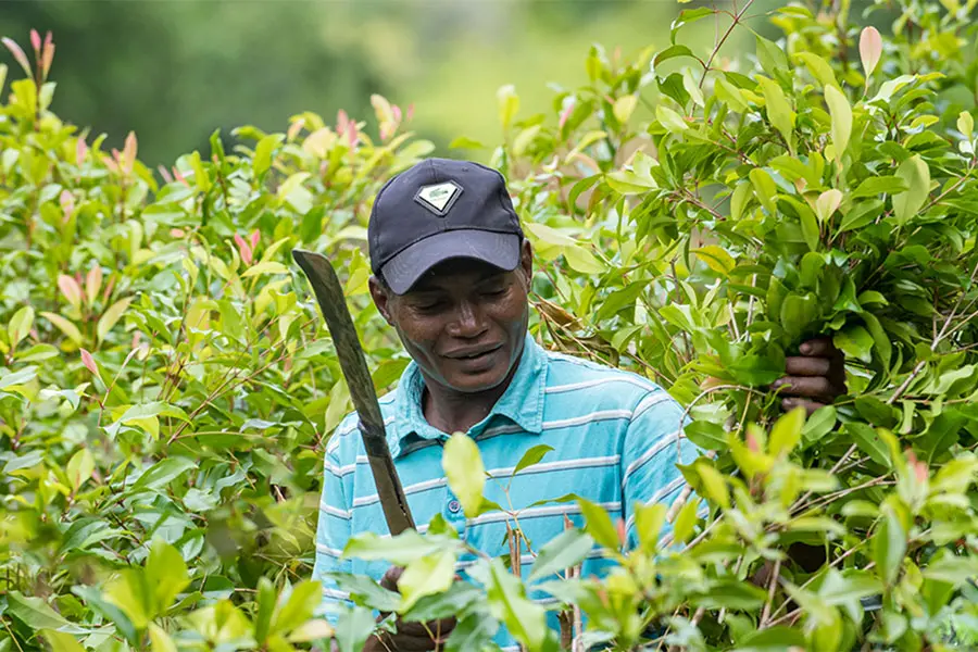 Clove leaf harvest by a local farmer