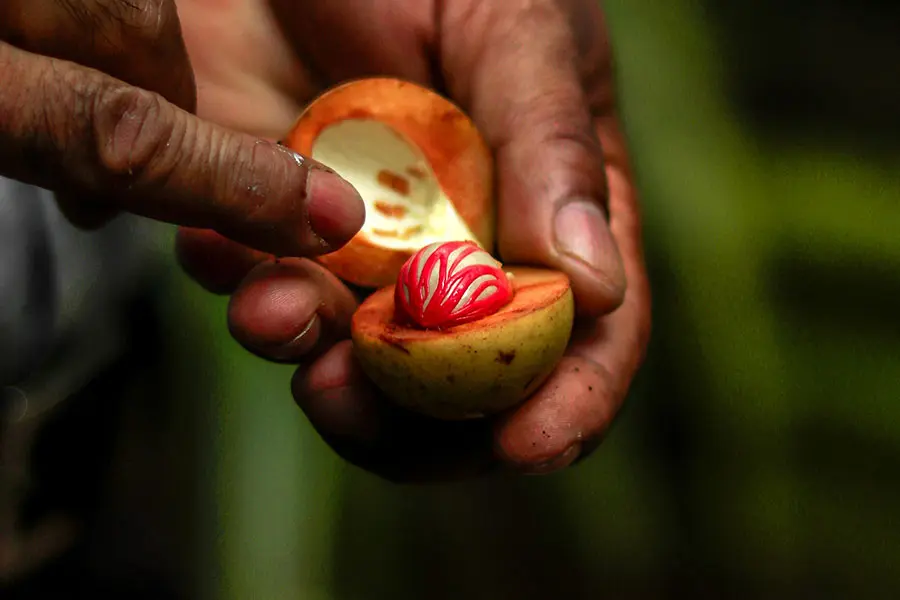 A fresh nutmeg seed in a hand