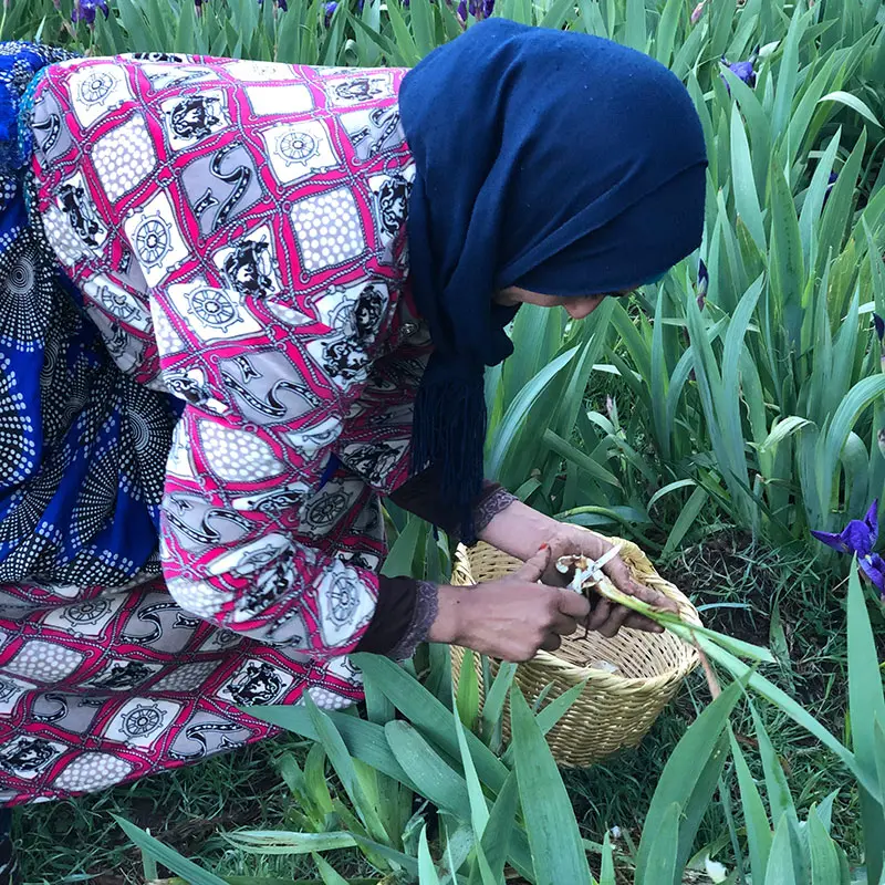 Woman harvesting iris bulbs