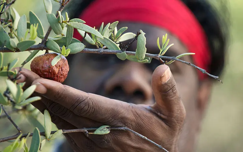 A sandalwood nut hanging from a tree