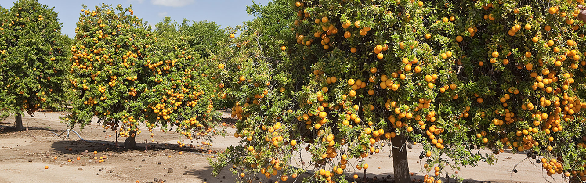 фрукты растущие в египте