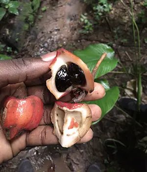 Katemfe fruit