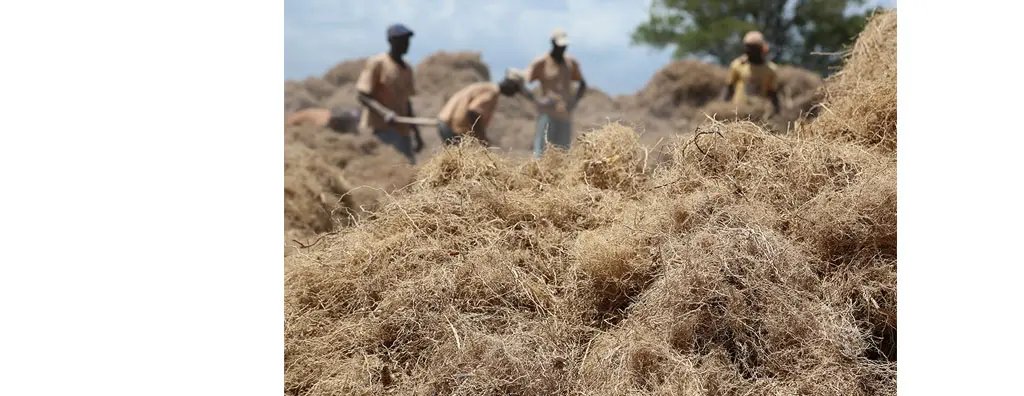 Harvesting vetiver in Haiti