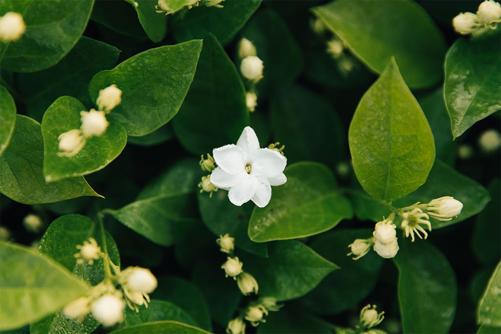 Orpur®: the finest ingredients for the finest fragrances | Givaudan