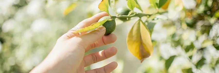 Holding lime on lime tree