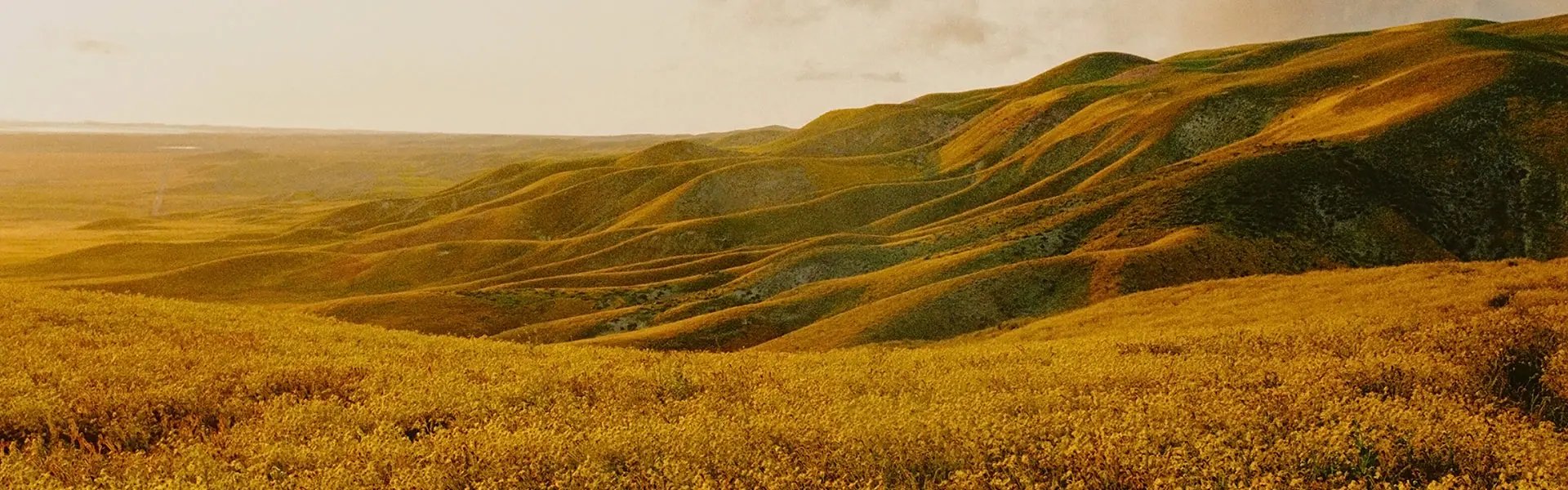 Flowered hills