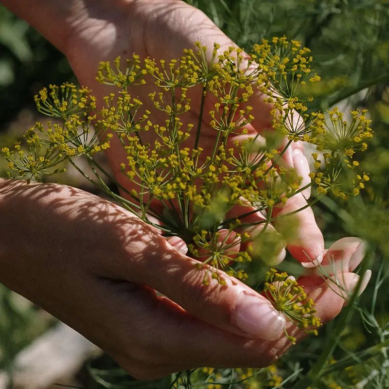 Flower in hands