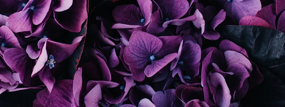 Close-up of purple hydrangea