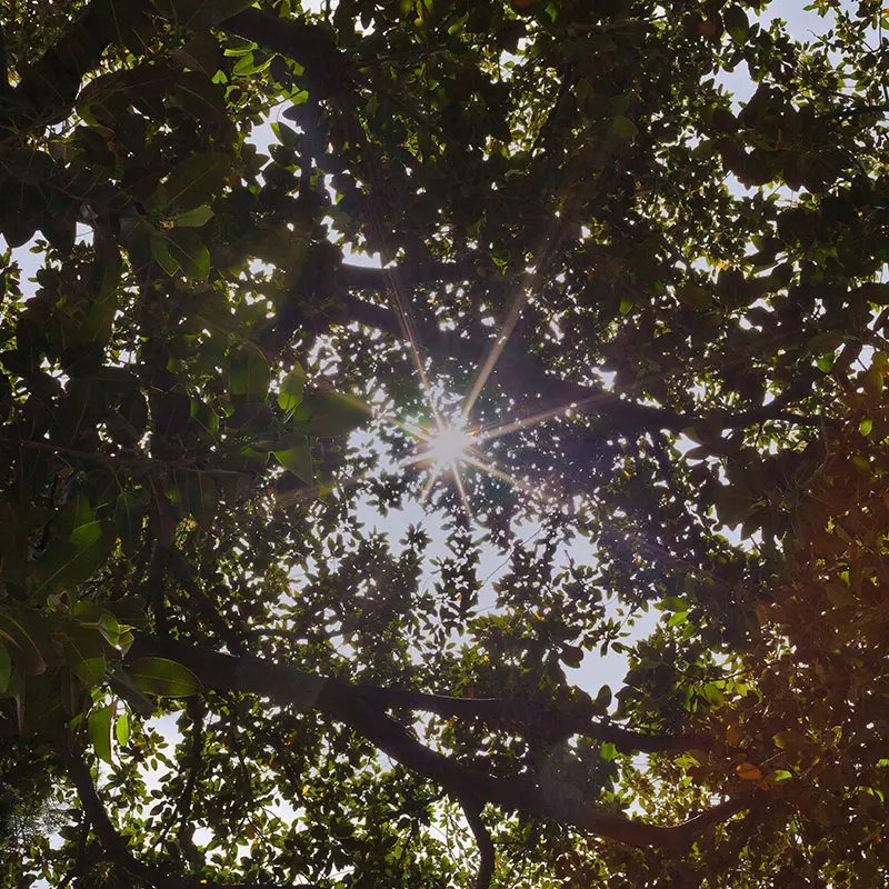 Sunlight under trees