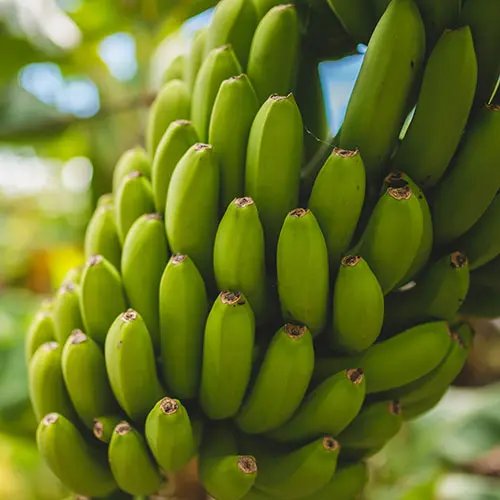 Green bananas