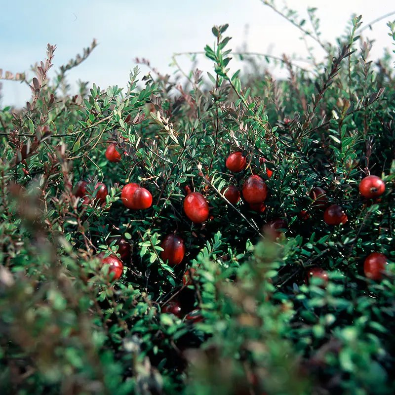 Cranberry plants