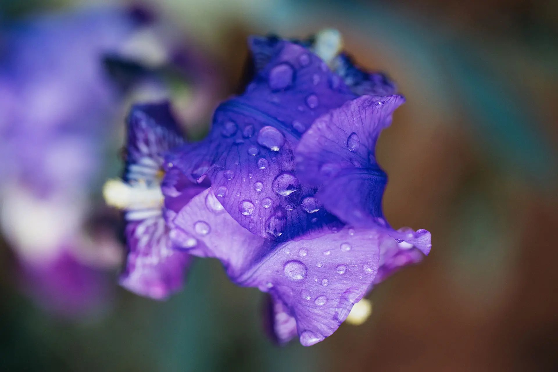 Close-up of a purple iris flower