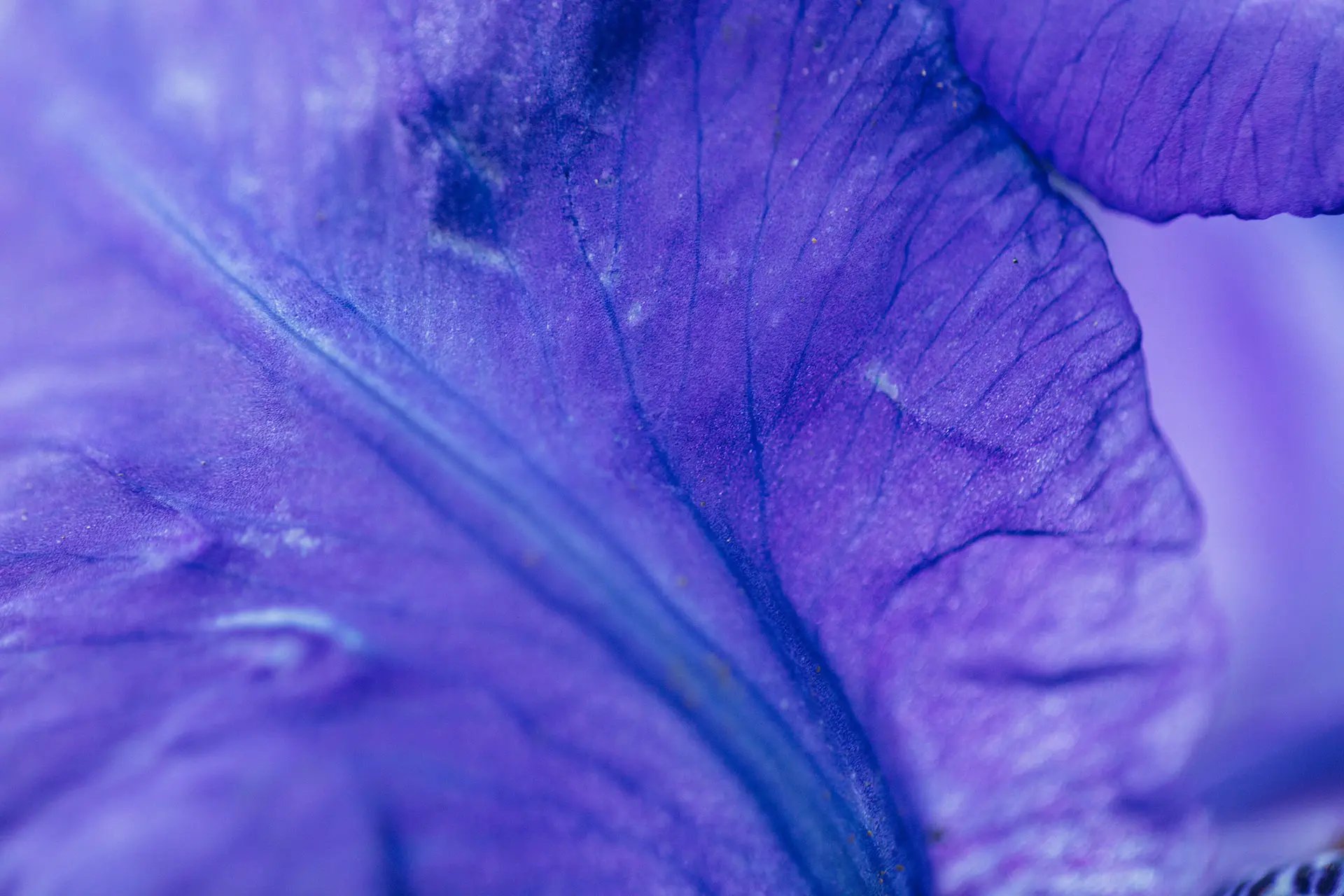 Macro photo of an iris petal