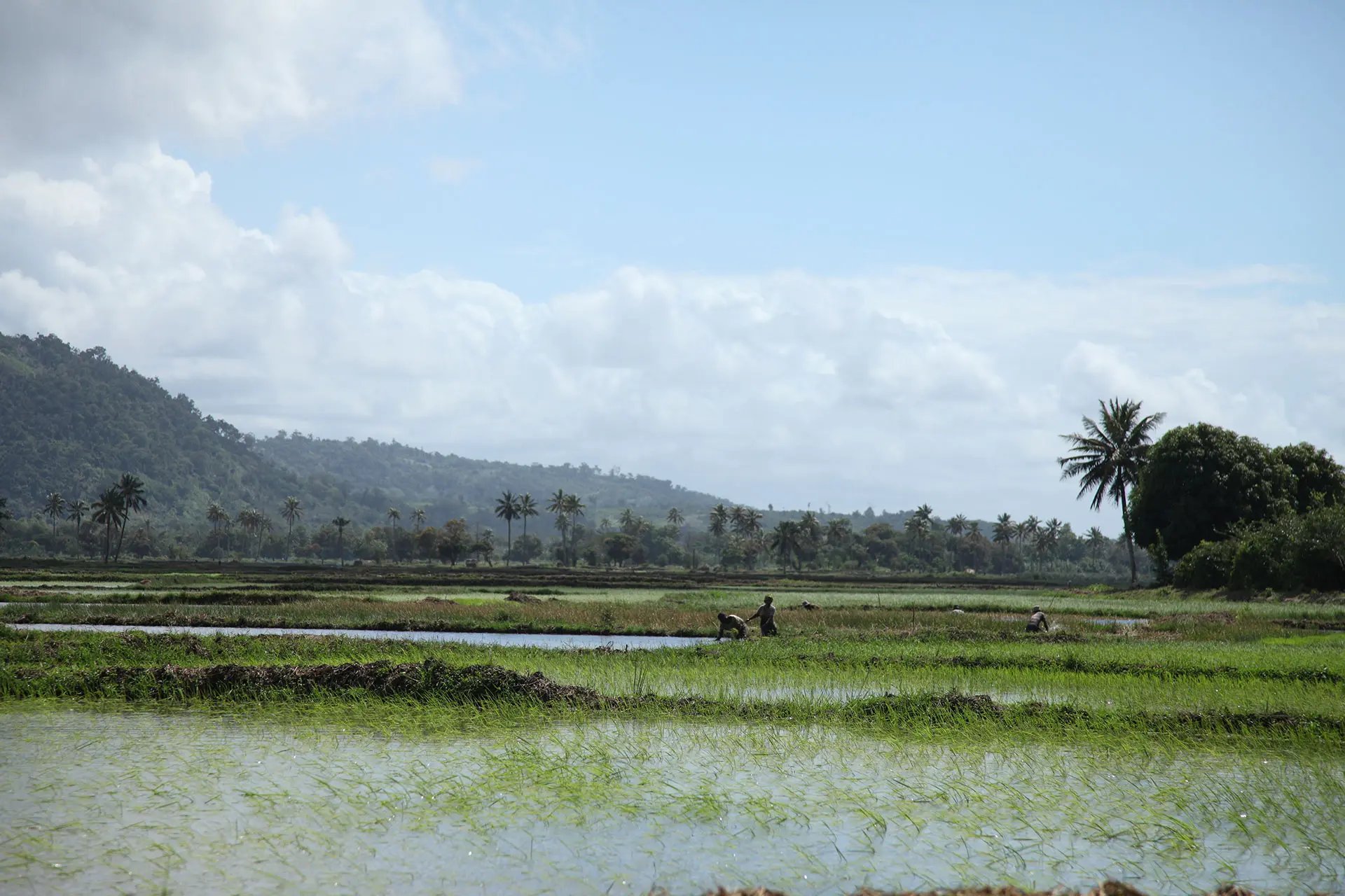 Rice fields in Madagascar