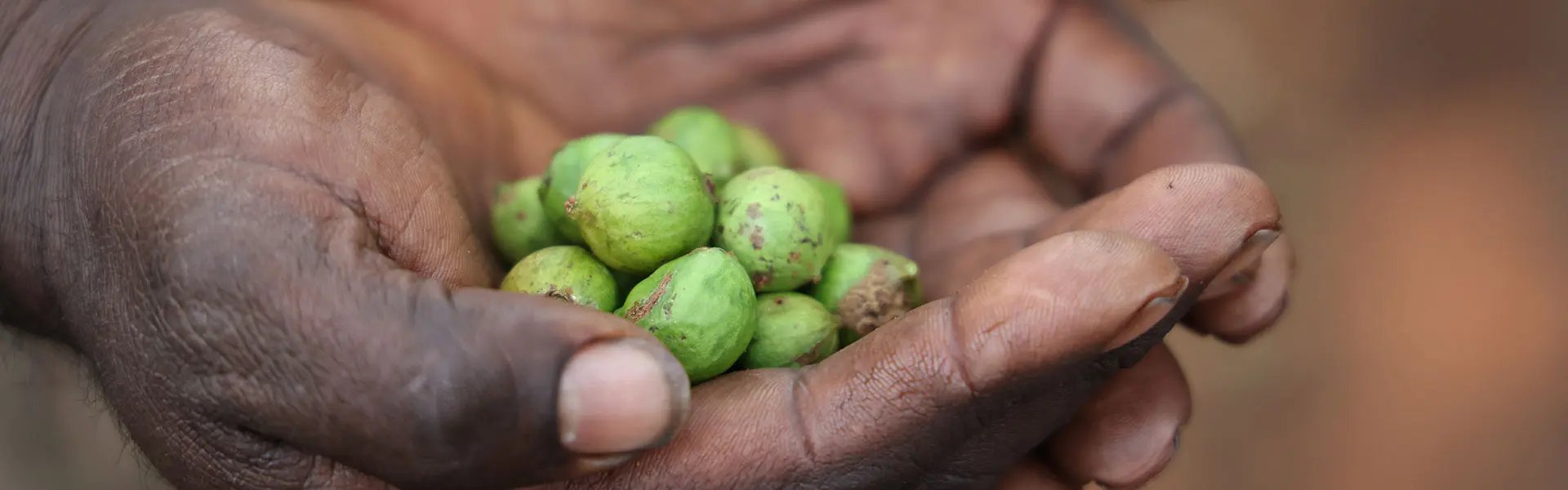 A pile of sandalwood nuts in hands