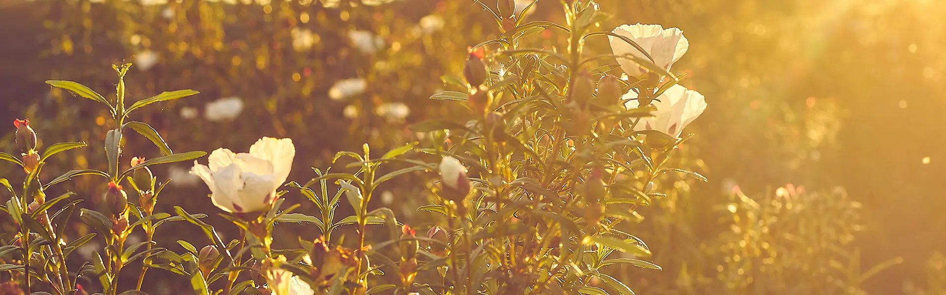 A field of cistus ladaniferus in Spain