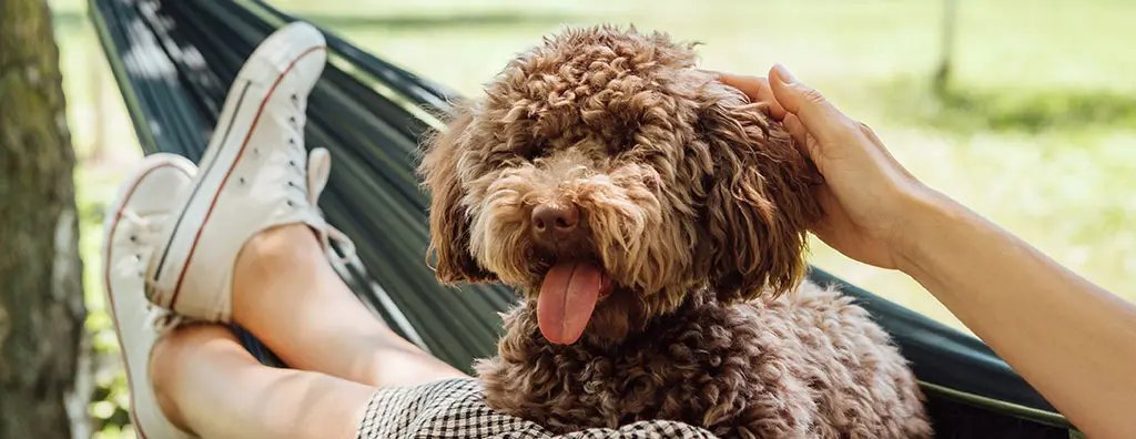 Labradoodle enjoying spending time with its human