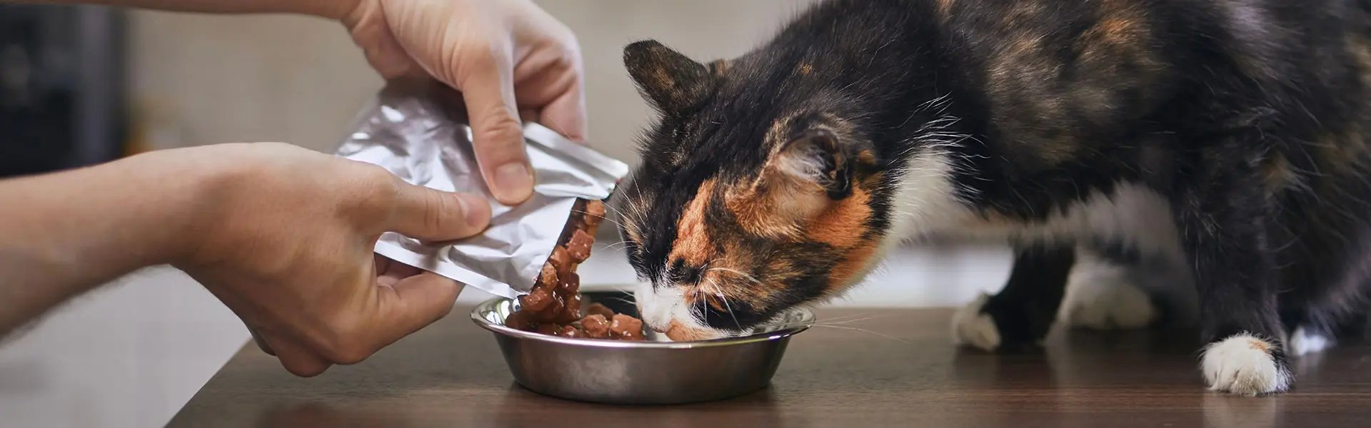 Cat is getting fed with a sachet filled with wet food