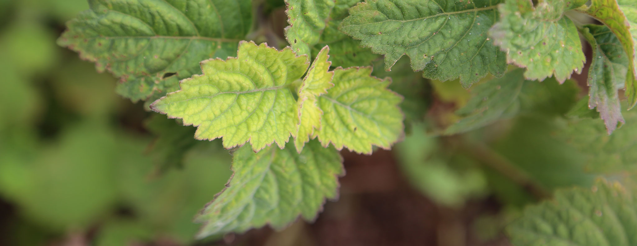 the-potent-appeal-of-patchouli-givaudan